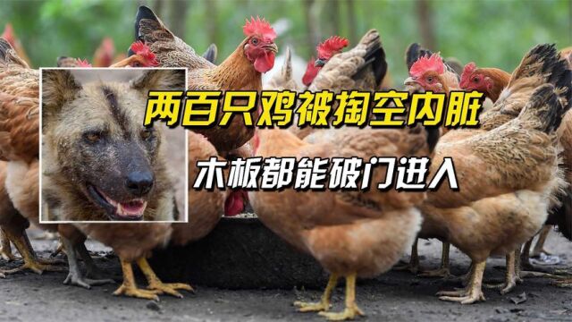 200只鸡被掏空内脏,钉3层木板都能破门进入,什么生物干的?