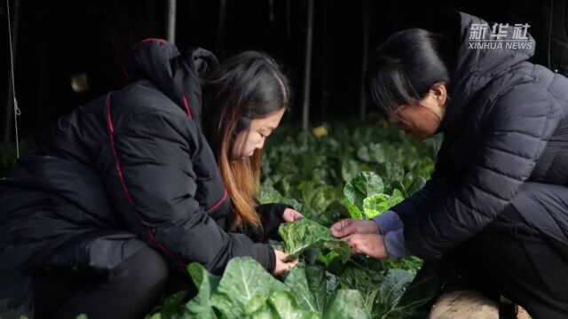 河北定兴:应对寒潮天气 稳住“菜篮子”