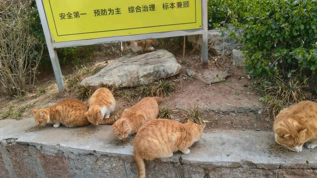 大庙山上的猫咪一家