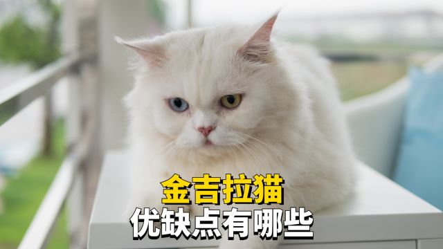 金吉拉猫有什么优缺点,看完再决定养不养