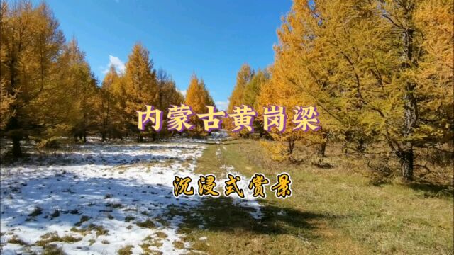 自驾游内蒙古黄岗梁国家森林公园,在落叶林赏雪景,油画般明媚!