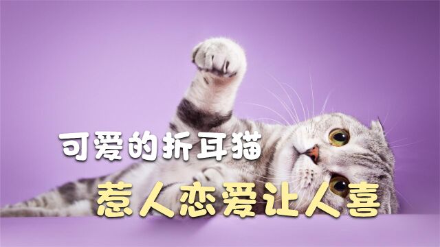 安静乖巧的折耳猫,惹人恋爱让人喜