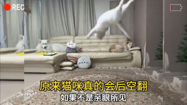 姑娘,我家猫咪真的会后空翻,不来看看吗?