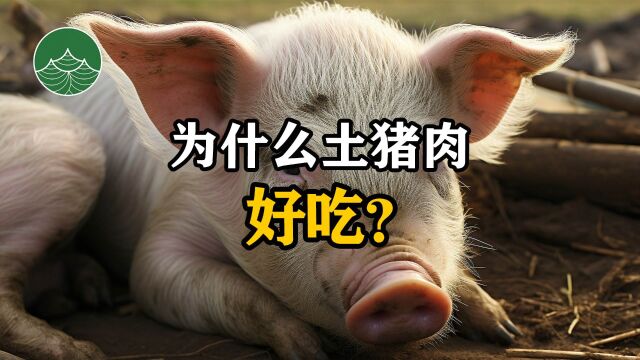 为什么土猪肉好吃?