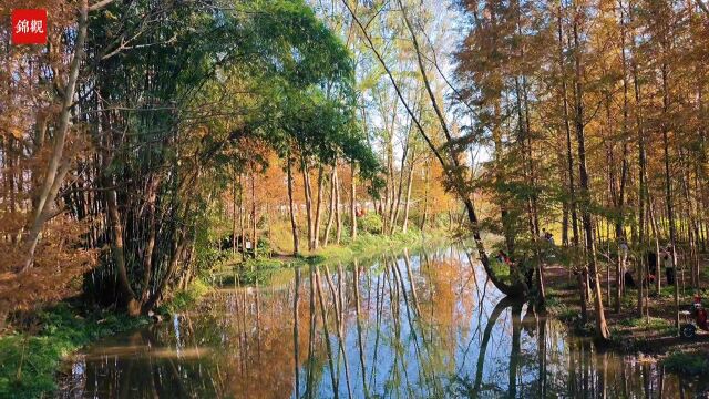 “河”你相约“林”距离 静赏碧水映彩林