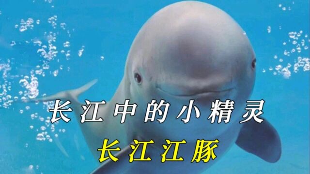 长江江豚:水中大熊猫