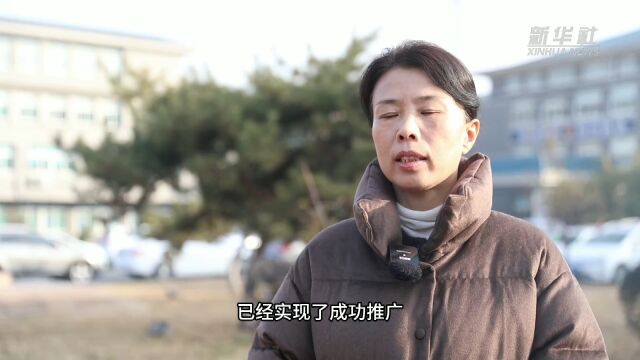 章丘大葱探索多种种植模式 搭乘电商快车香飘四方