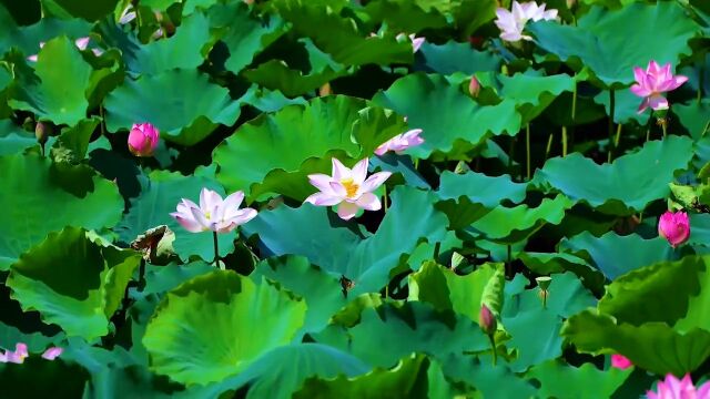 清水出芙蓉,天然去雕饰,红粉靓梳妆,翠盖低风雨,生时春恨生,枯时秋恨成.