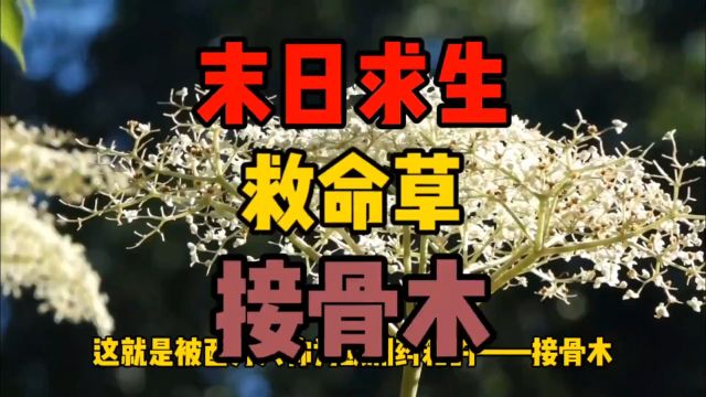 末日求生救命植物——接骨木