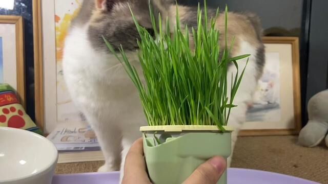 猫草种植麻烦猫咪还不喜欢吃,猫草片更方便,而且是温和排毛,现在买二送一,很划算#科学养宠攻略 #科学喂养 #猫草片