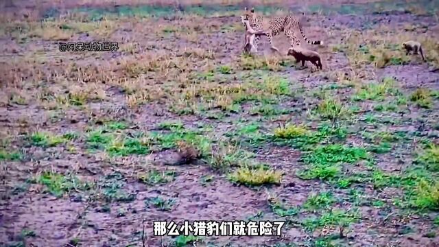 小羚羊刚出出生就被抛弃了,无助的沦为了小猎豹的玩具野生动物零距离