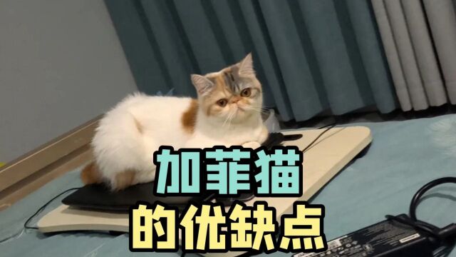 加菲猫的这些优缺点,你都知道哪几条?