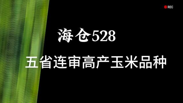 海仓528#服务三农支持三农 #紫根紫杆高产大棒 #玉米价格最新行情 #高产玉米种子 #我的农资之路