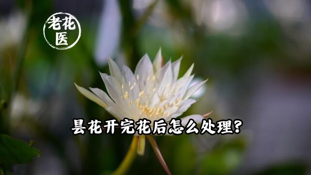 昙花开完花后怎么处理?