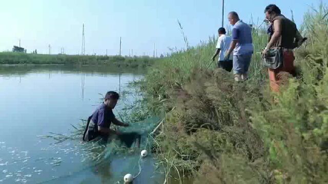 德州市临邑县:昔日盐碱地 养出“致富虾”