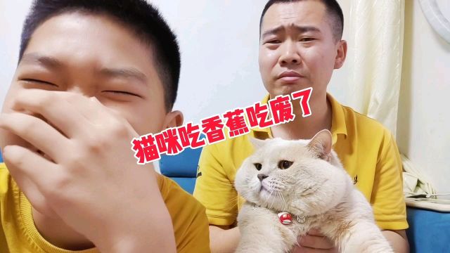 主人为了帮猫咪化毛,给它吃了大香蕉,却不料因此闯下大祸!