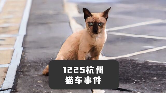 1215杭州猫车事件,希望小猫都能回到自己家!