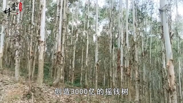 创造3000亿的摇钱树,卖10亩就能赚5万,为何被人叫做断子绝孙树?