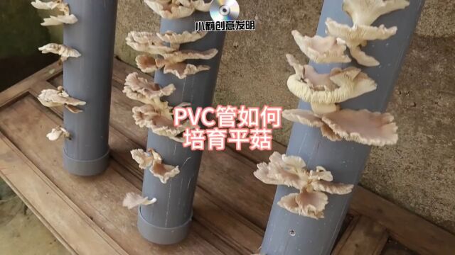 利用PVC管和干稻草在家就能培育出绿色好吃的平菇,简直太牛了!#高手在民间 #手工diy #平菇种植 #食用菌种植方法 #创意发明.