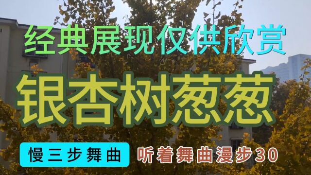 听着舞曲散步:银杏树葱葱,慢三步舞曲,经典展现仅供欣赏30