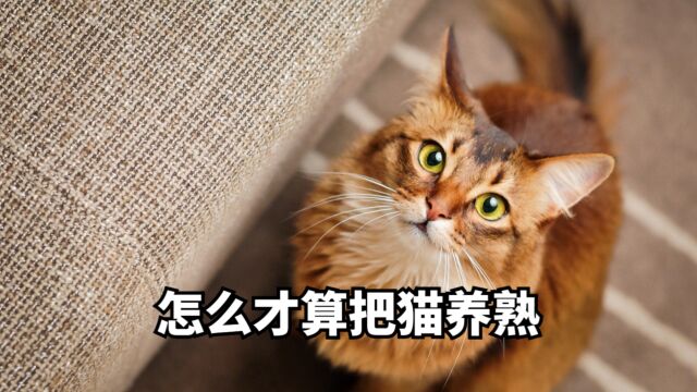 猫养不熟吗,怎么才算把它养熟呢?