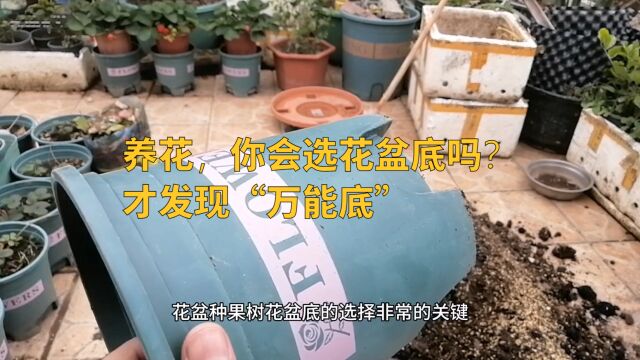 养花,你会选“花盆底”吗?实验6年,才发现“万能底”