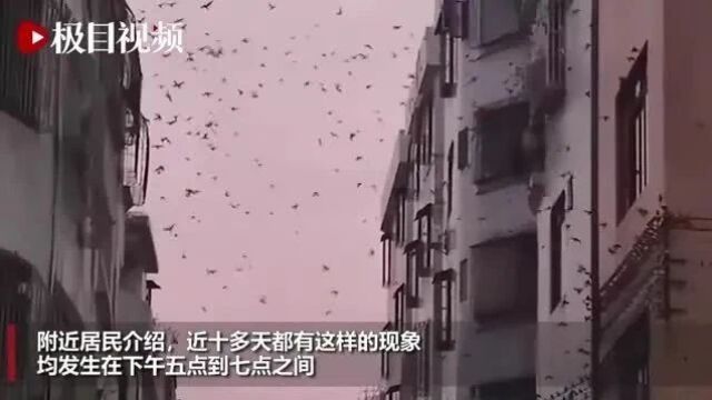 密密麻麻!广东一地突现燕子低空扎堆乱飞?官方回应