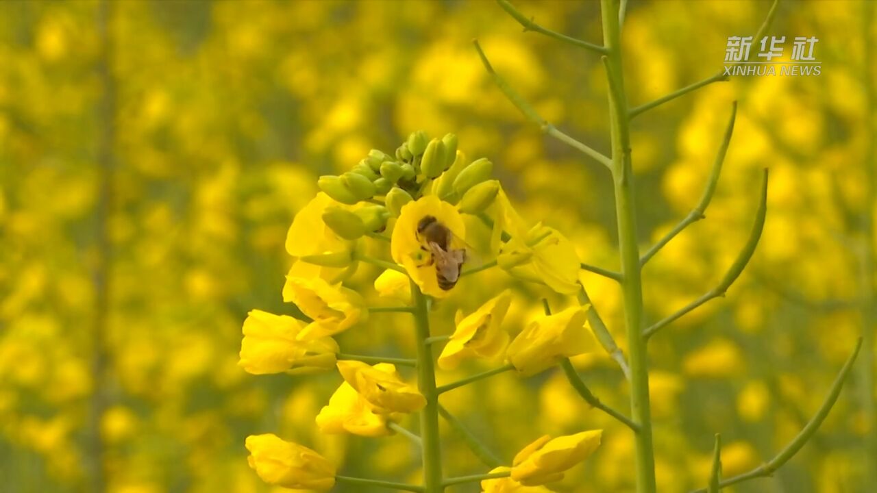 泸县油菜花图片