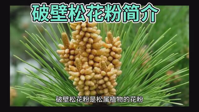 破壁松花粉简介 #把健康的食品分享给大家 #健康不是第一而是唯一 #健康热点