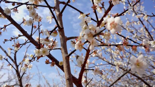 福建龙岩上杭:梅花绽放迎客来