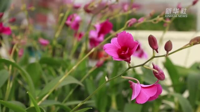 河北任丘:“花经济”铺就“致富路”