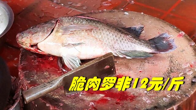 脆肉罗非鱼,低到12一斤,成了边炉食材新宠