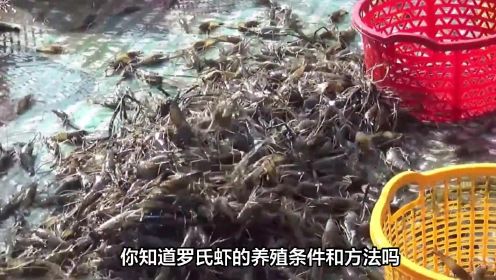 罗氏虾养殖方法