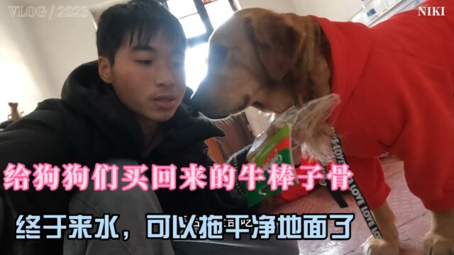 网购16斤新鲜牛骨头先煮上一大锅,狗狗们磨牙吃的津津有味