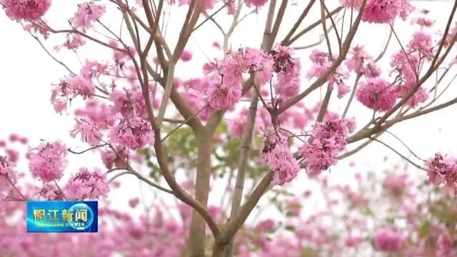 正是风铃花艳时!阳春这片粉紫色花海太令人陶醉了~