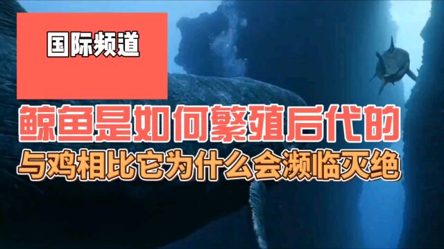 鲸鱼是如何繁殖后代的,与鸡相比,它为什么会濒临灭绝