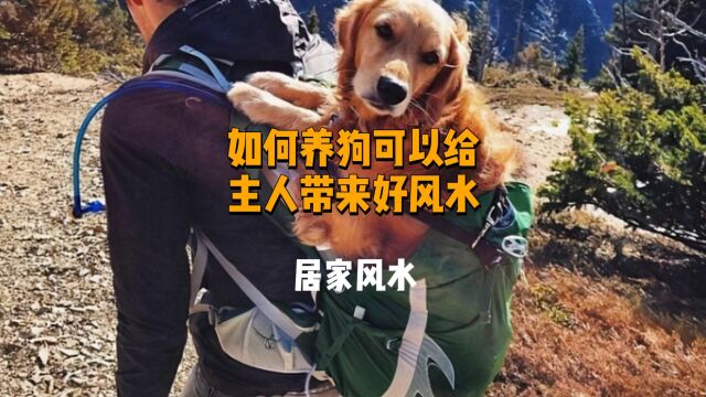 这样养狗给主人带来好运势