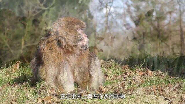 全球最大的牛角,曾有人出130万求购,主人却说什么都不肯卖