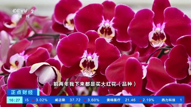 福建福清:蝴蝶兰竞相开放 迎预订销售高峰