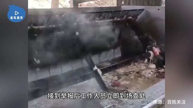 福建泉州一工人举报作坊违规炼油加工大量死猪 设备污秽不堪烂肉随地堆放