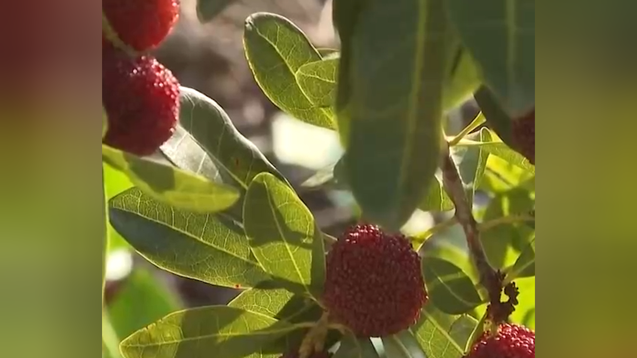 云南石屏:早熟杨梅"抢鲜"上市