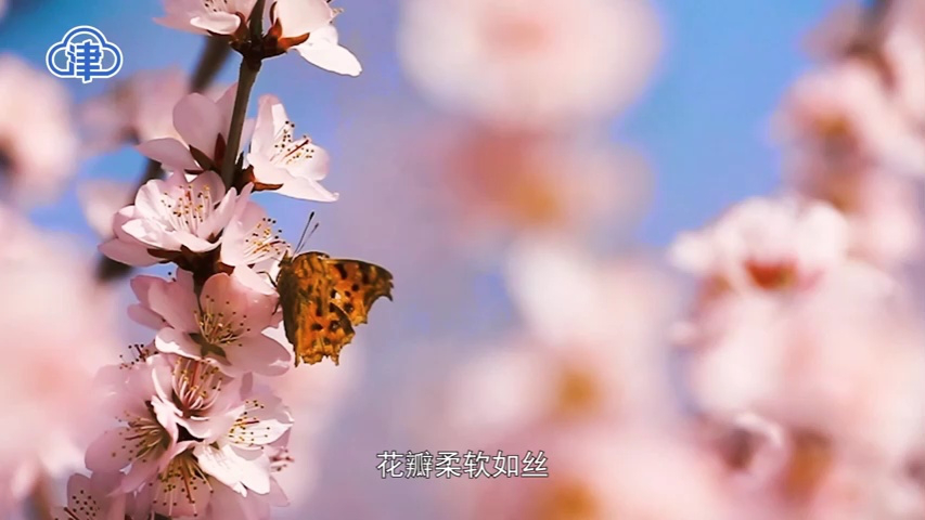 十里桃花百里香 天津运河桃花节3月16日开幕