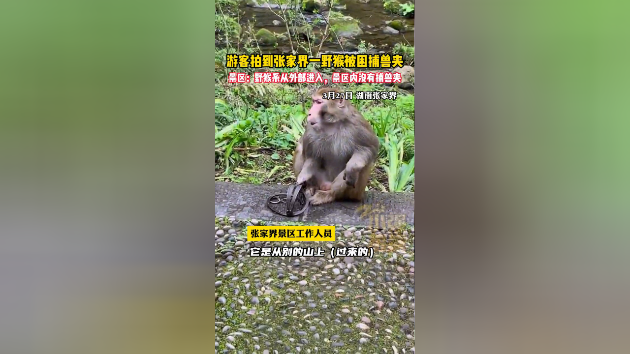 游客拍到张家界一野猴被困捕兽夹