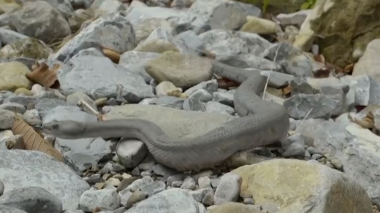 山岩响尾蛇用脸上的坑探测猎物,它 的毒性很强,目前竟没有死亡病例