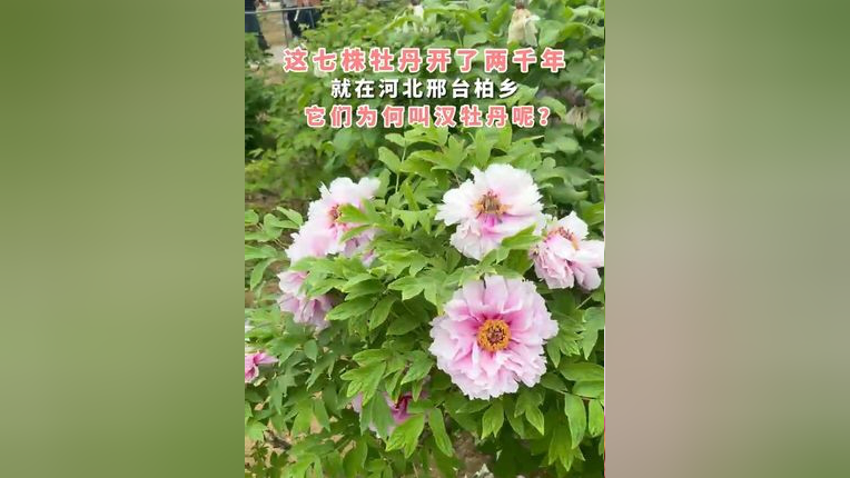 在河北邢台柏乡汉牡丹园内,存活已2000多年的7株牡丹