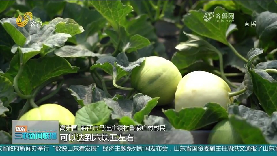 莱西:三万多亩甜瓜“甜蜜”上市,多举措多渠道拓宽农民致富路_腾讯新闻