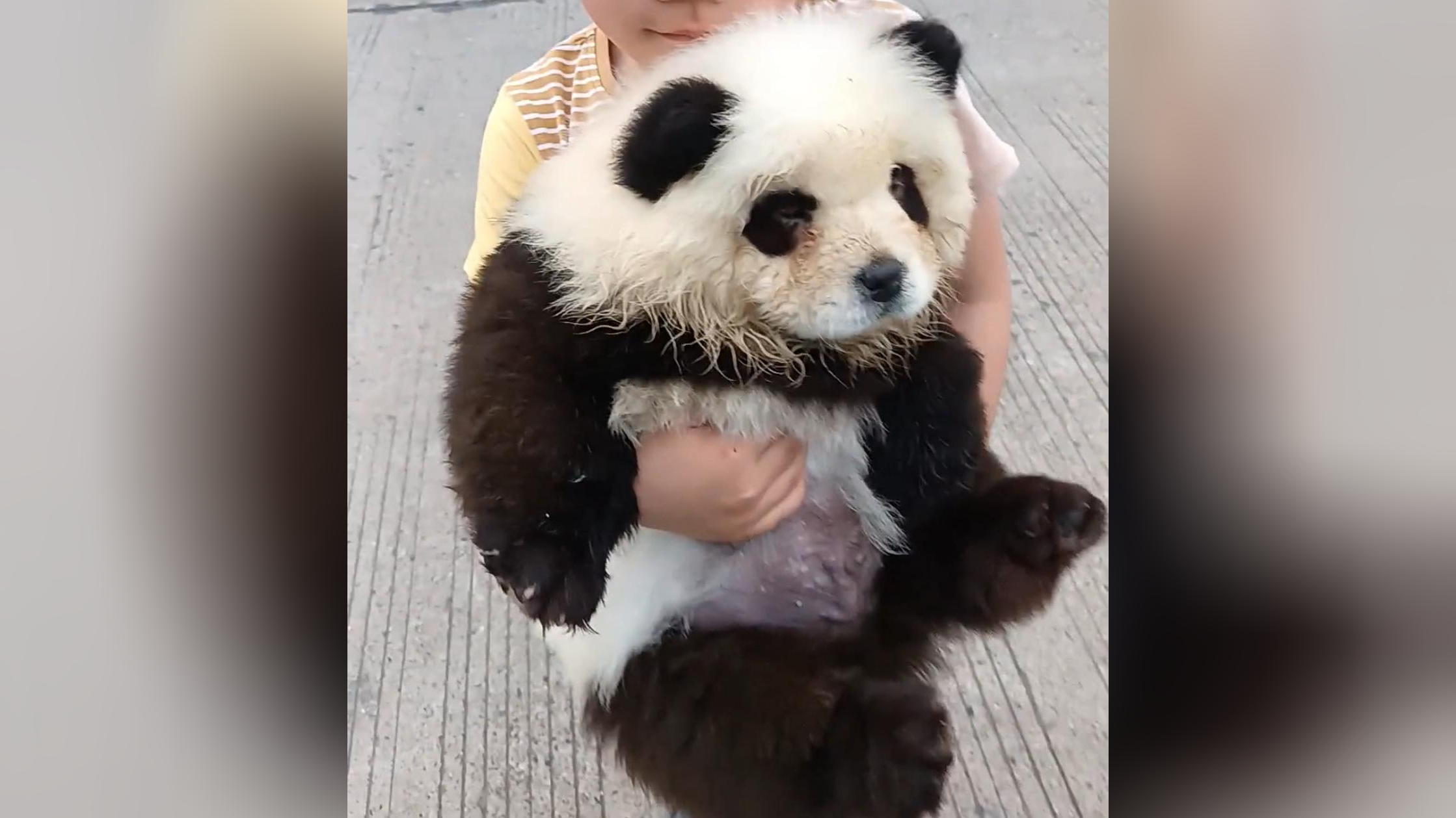 常德有游客带熊猫幼崽逛景区?回应:那是狗