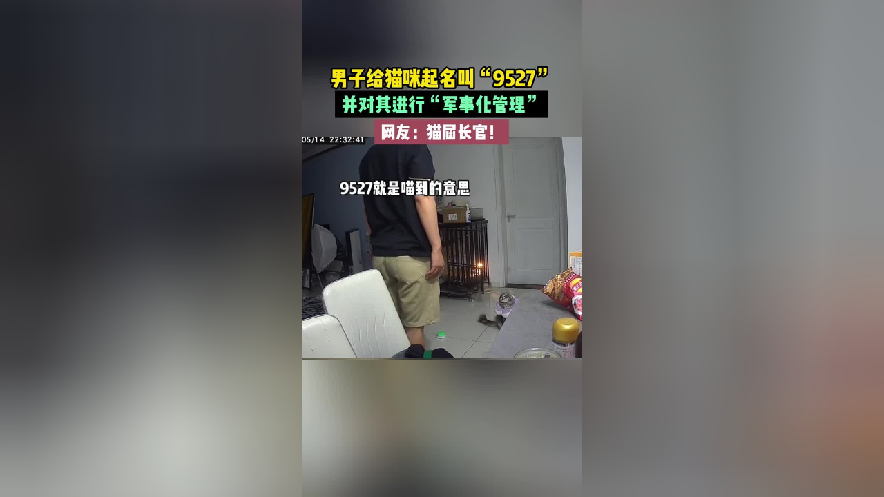 男子给猫咪起名叫"9527",并对其进行军事化管理