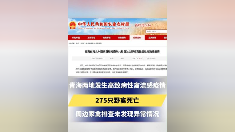 青海两地发生高致病性禽流感疫情,275只野禽死亡,周边家禽排查未发现