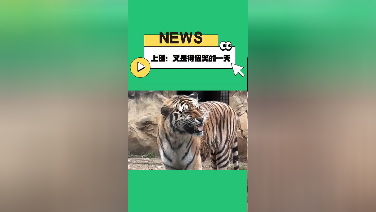 老虎看到游客咧嘴大笑,原来真的有"笑面虎".